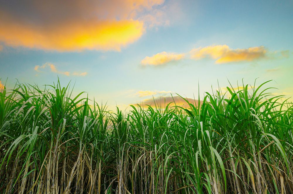 2.1.1 Sugarcane 2.jpg