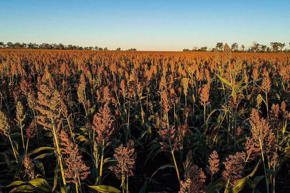 2.1.2 Sorghum issac.jpg