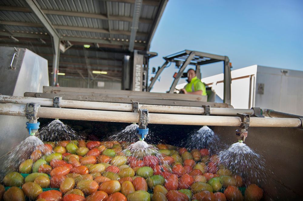 2.1.3 Horticulture Mangoes.jpg