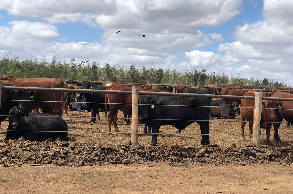 2.1.4 Cows.jpg