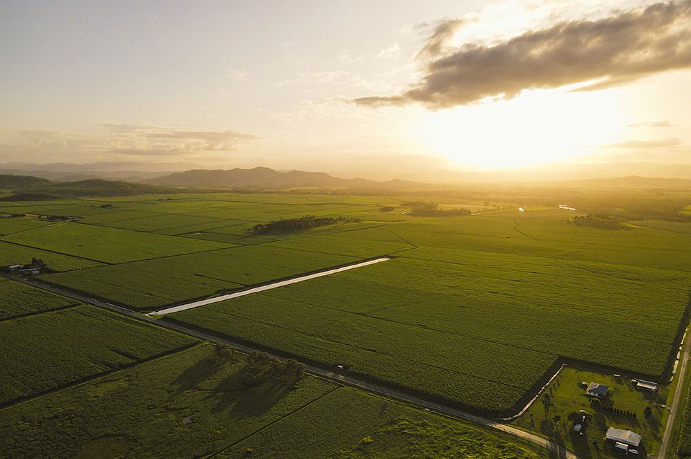 2.1 Sugar Cane - Pioneer Valley.jpg