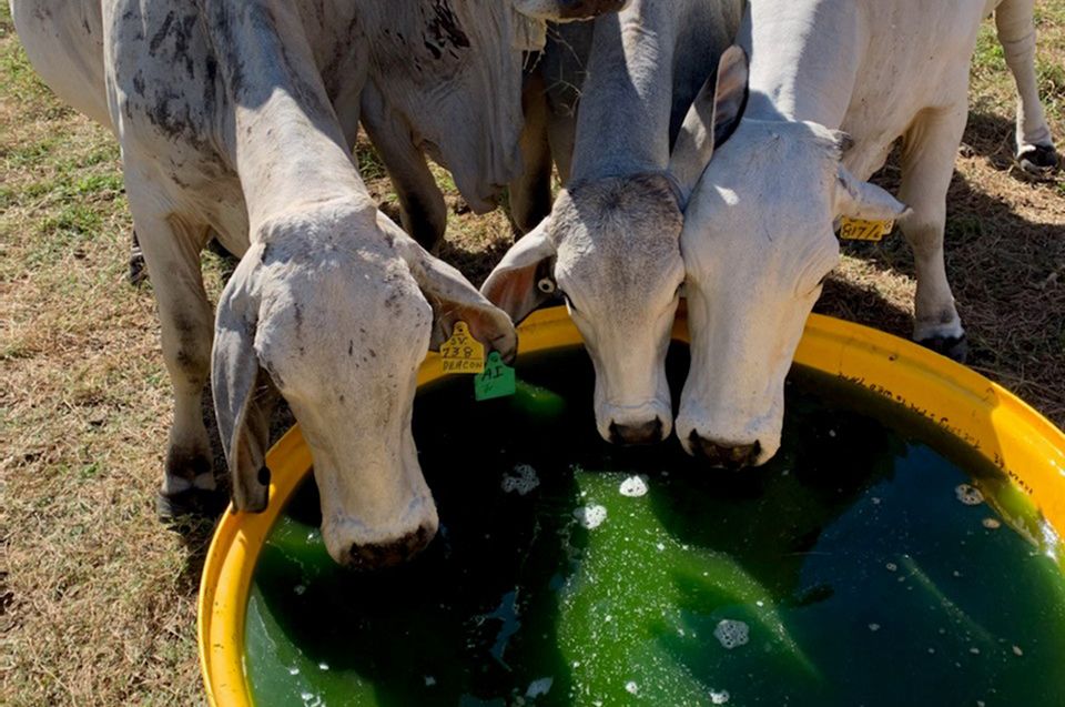 2.2 Cows & Algae.jpg