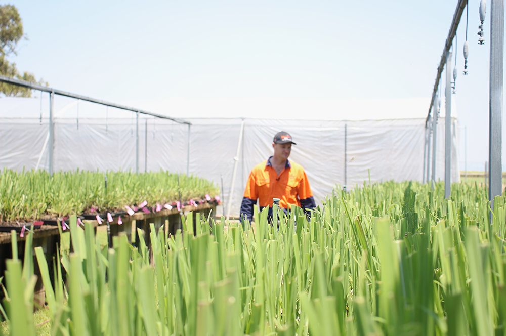 5.1 Sugar Research Australia 2.jpg