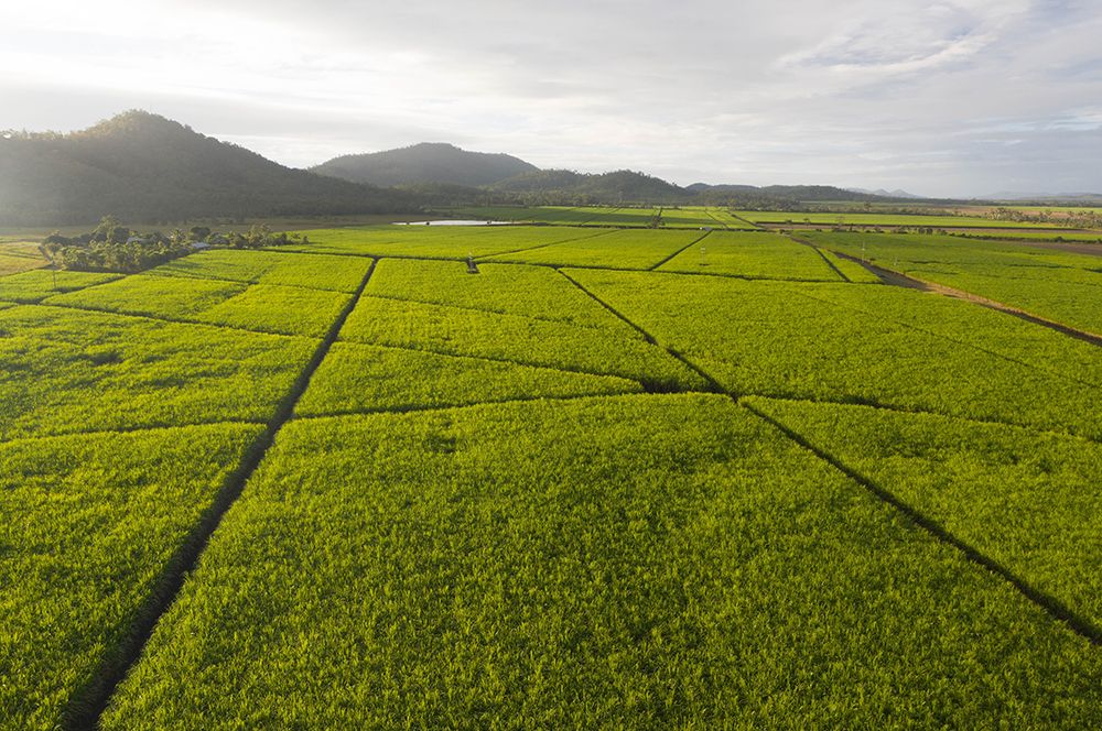 Pioneer valley sugar cane fields aerial shot (1).jpg