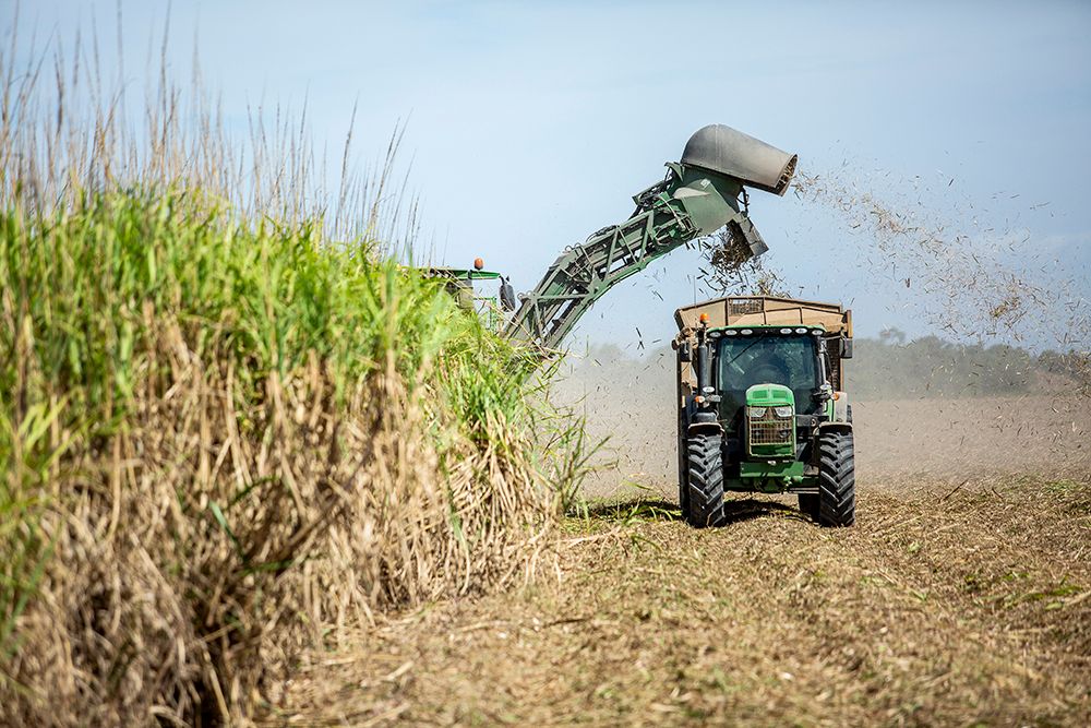 Proserpine-sugar cane-harvest.jpg